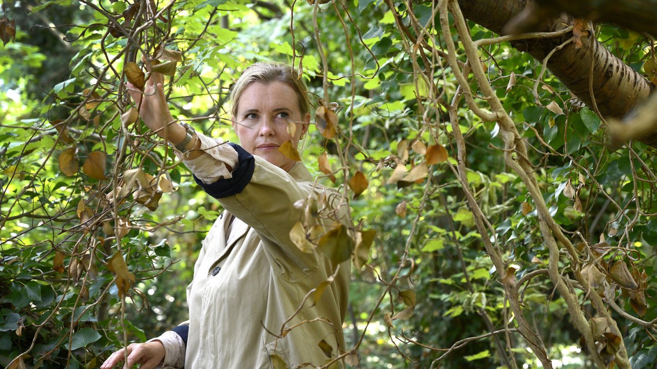 Hun drømte om en skov at fare vild i. Men endte med at fare vild i sig ...