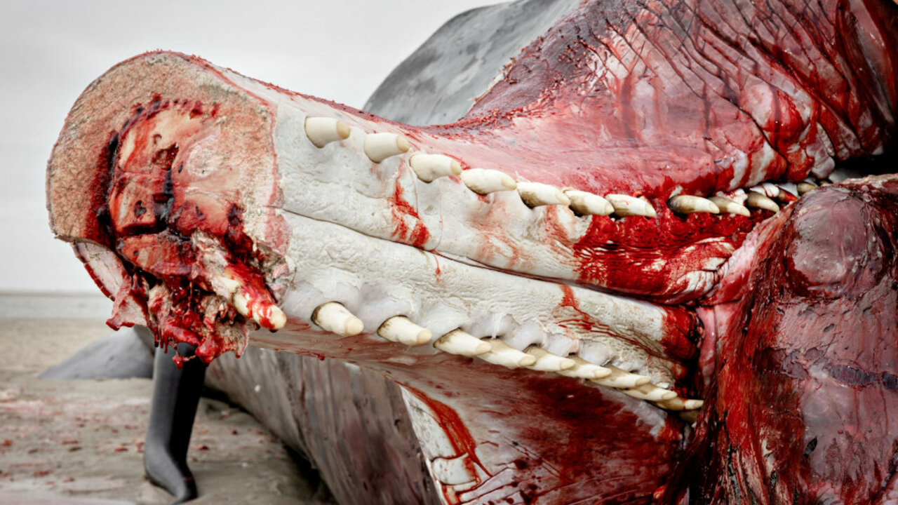 Sidste stykke af kæbeparti på strandet kaskelothval meldes væk